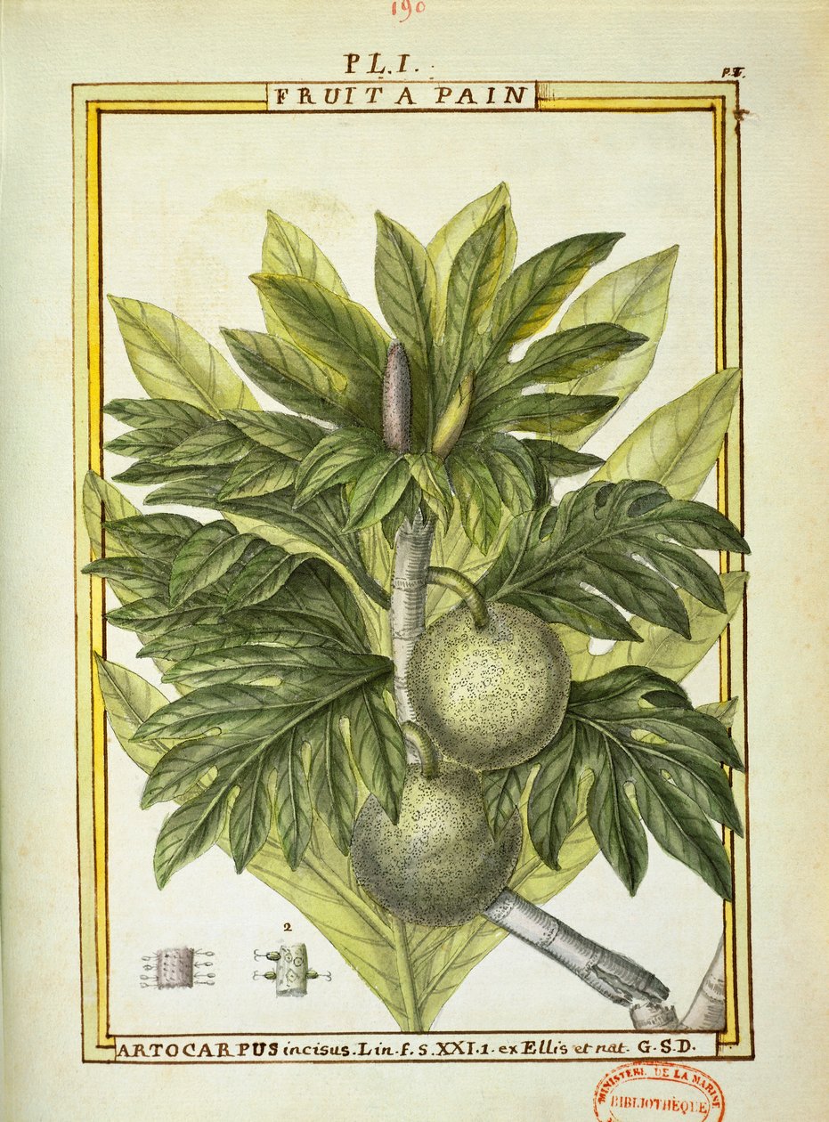Pão de fruta (Artocarpus altilis), aguarela de Delahaye de Delahaye Delahaye