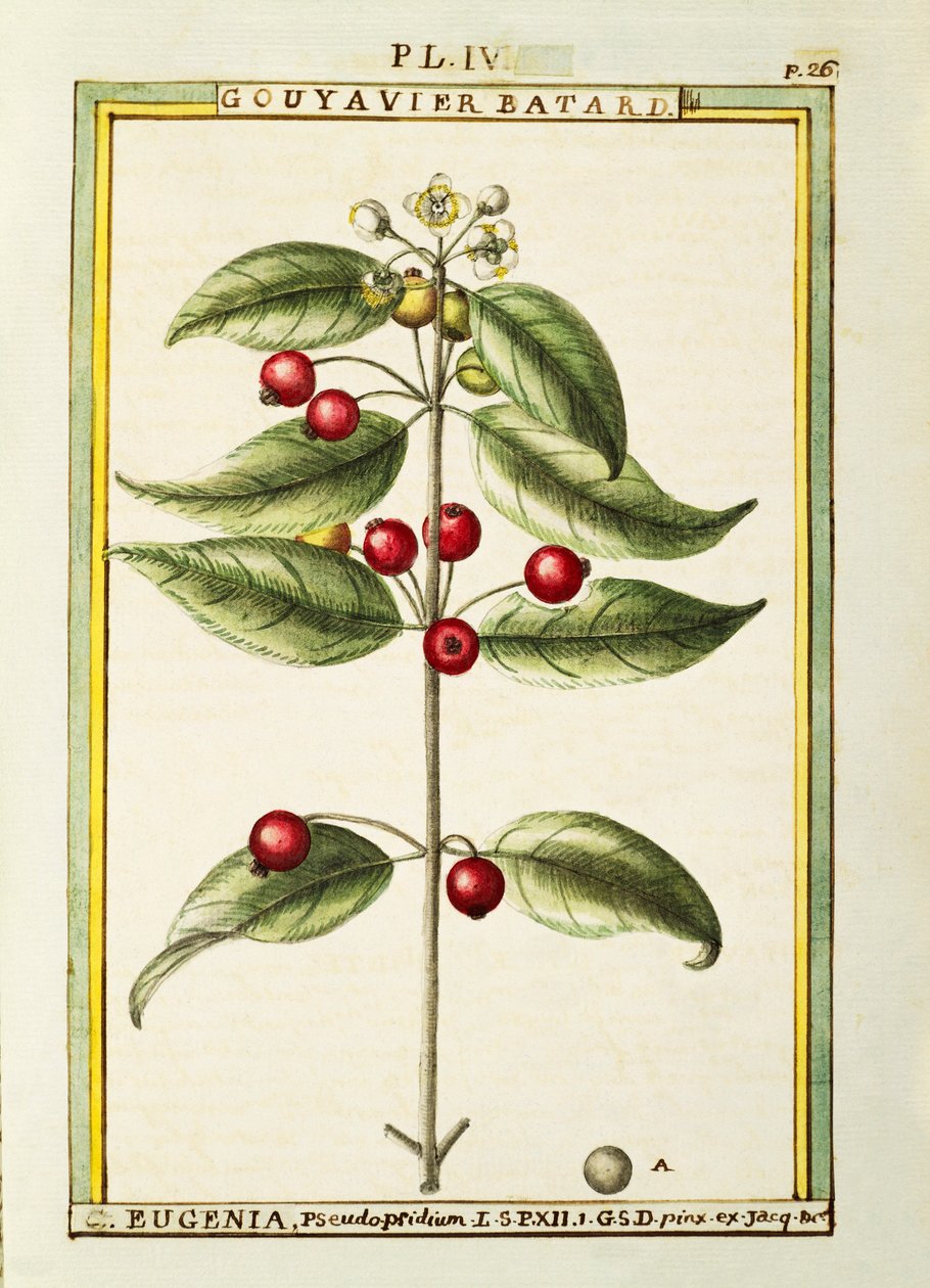 Cereja de Pincel (Eugenia pseudo-pridium), aguarela de Delahaye de Delahaye Delahaye