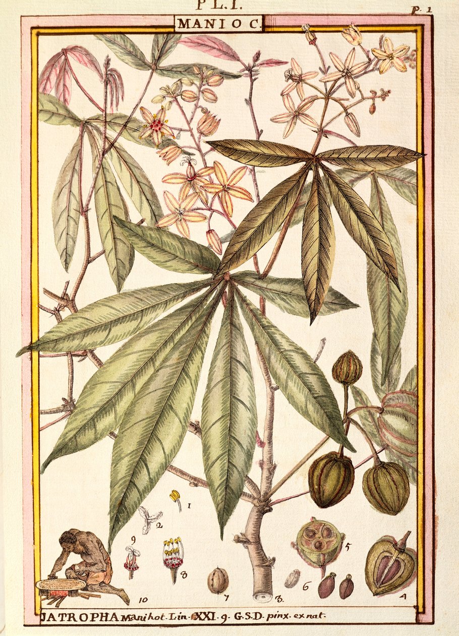 Mandioca (Jatropha manihot), de Delahaye, aguarela de Delahaye Delahaye
