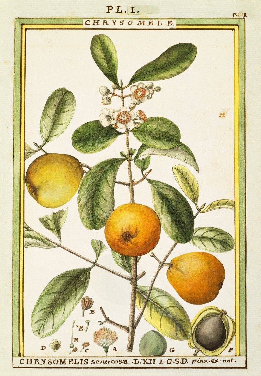 Chrysomele (Chrysomelis senticosa), aguarela de Delahaye de Delahaye Delahaye