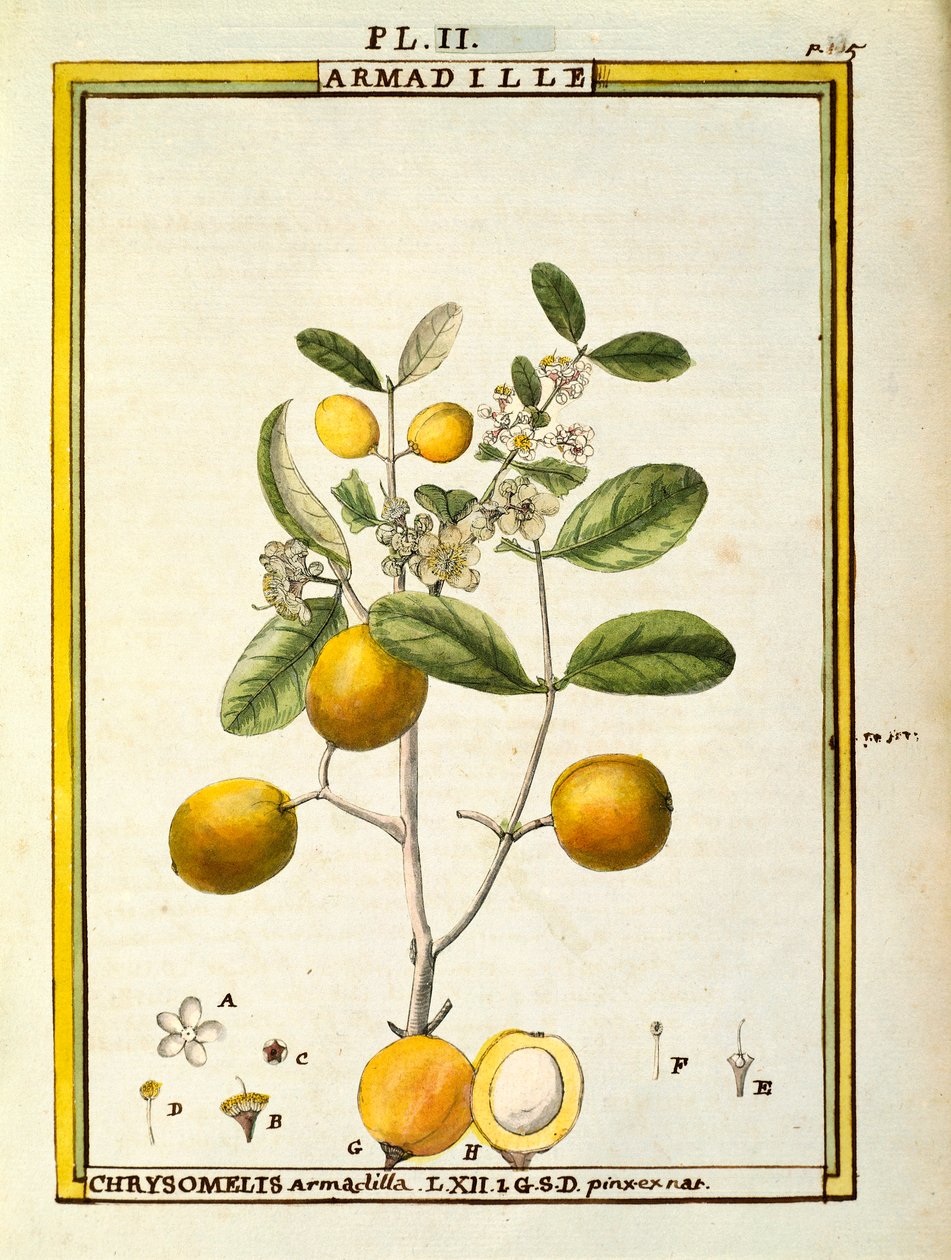 Chrysomelis Armadilla, aguarela de Delahaye de Delahaye Delahaye