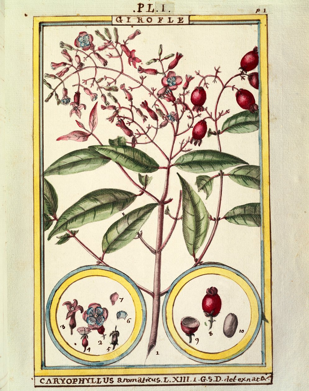 Cravinho (Caryophyllus Aromaticus), aguarela de Delahaye de Delahaye Delahaye