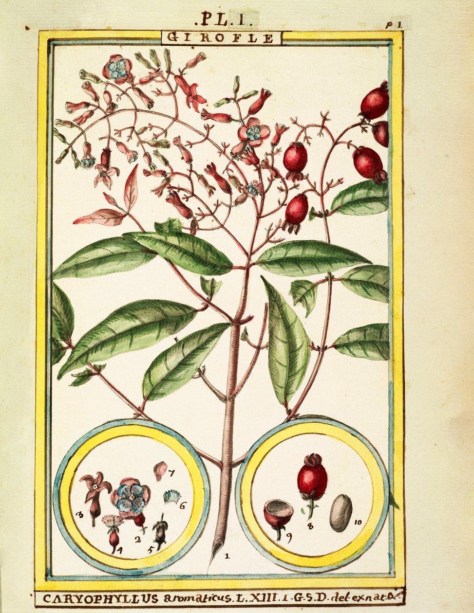 Cravinho (Caryophyllus Aromaticus), aguarela de Delahaye de Delahaye Delahaye