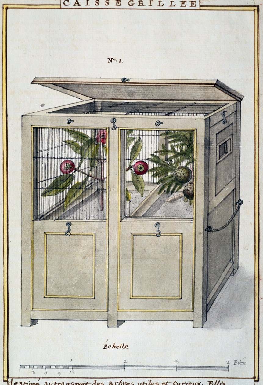 Contentor para o transporte de árvores úteis e interessantes, aguarela de Delahaye, baseada em Florindie ou Histoire physico-economique des vegetaux de la Torride (História Físico-Económica das Plantas Tropicais) de Delahaye Delahaye