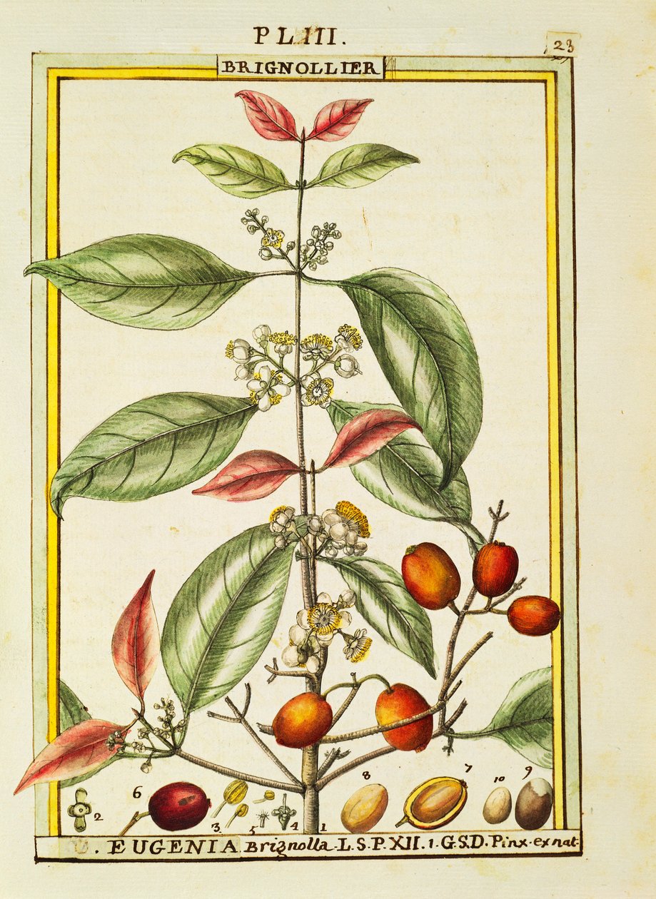 Eugenia Brignolla, aguarela de Delahaye de Delahaye Delahaye