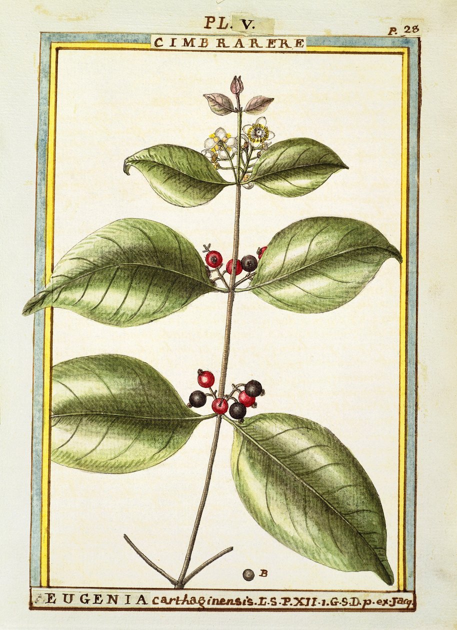 Eugenia Carthaginensis, aguarela de Delahaye de Delahaye Delahaye