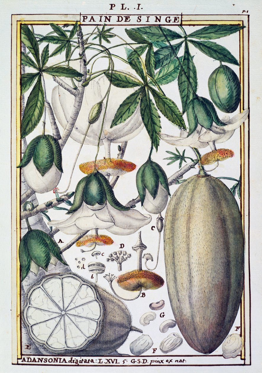 Frutas e flores de baobá (Adansonia digitata) de Delahaye, de Florindie ou Historie physico-economique des Vegetaux de la Torride de Delahaye Delahaye