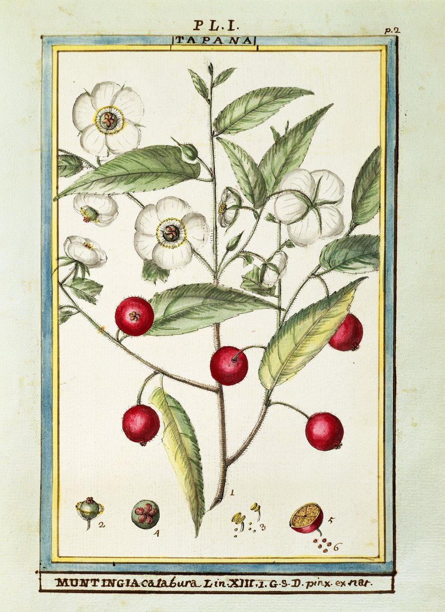 Cereja jamaicana (Muntingia calabura), aguarela de Delahaye de Delahaye Delahaye