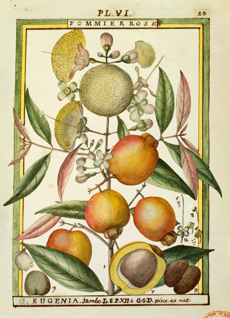 Ameixa Malabar ou Maçã Rosa (Eugenia Jambos ou Syzygium Jambos), aguarela de Delahaye de Delahaye Delahaye