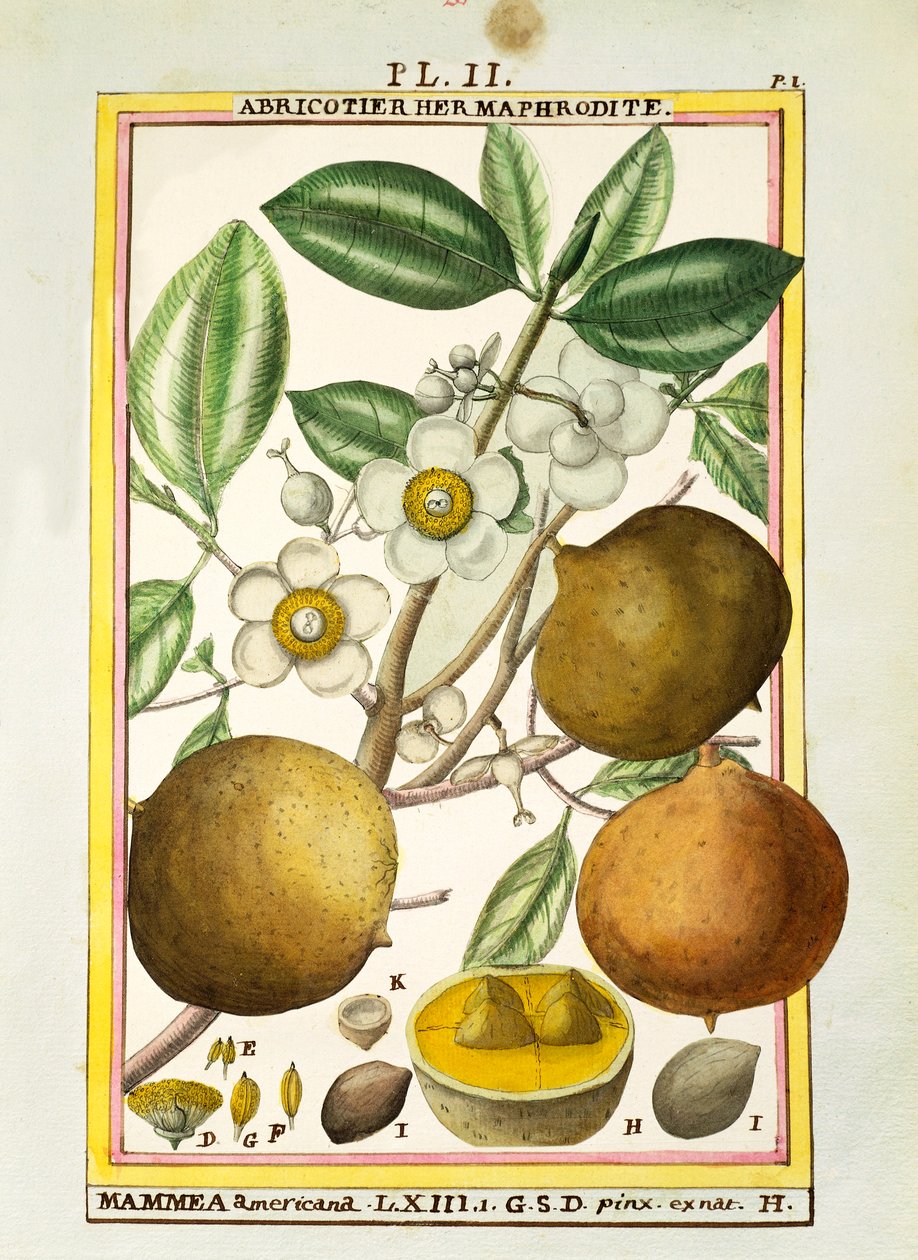 Mammee apple (Mammea americana), aguarela de Delahaye de Delahaye Delahaye