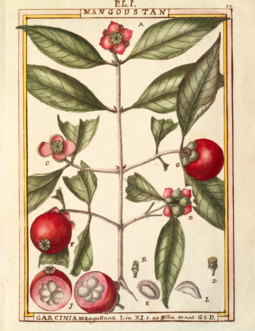 Mangostão (Garcinia mangostana), aguarela de Delahaye de Delahaye Delahaye