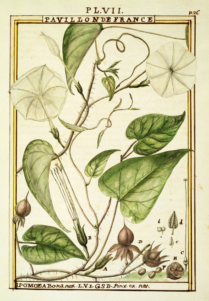 Moonflower ou Moon vine (Ipomoea Alba), aguarela de Delahaye de Delahaye Delahaye