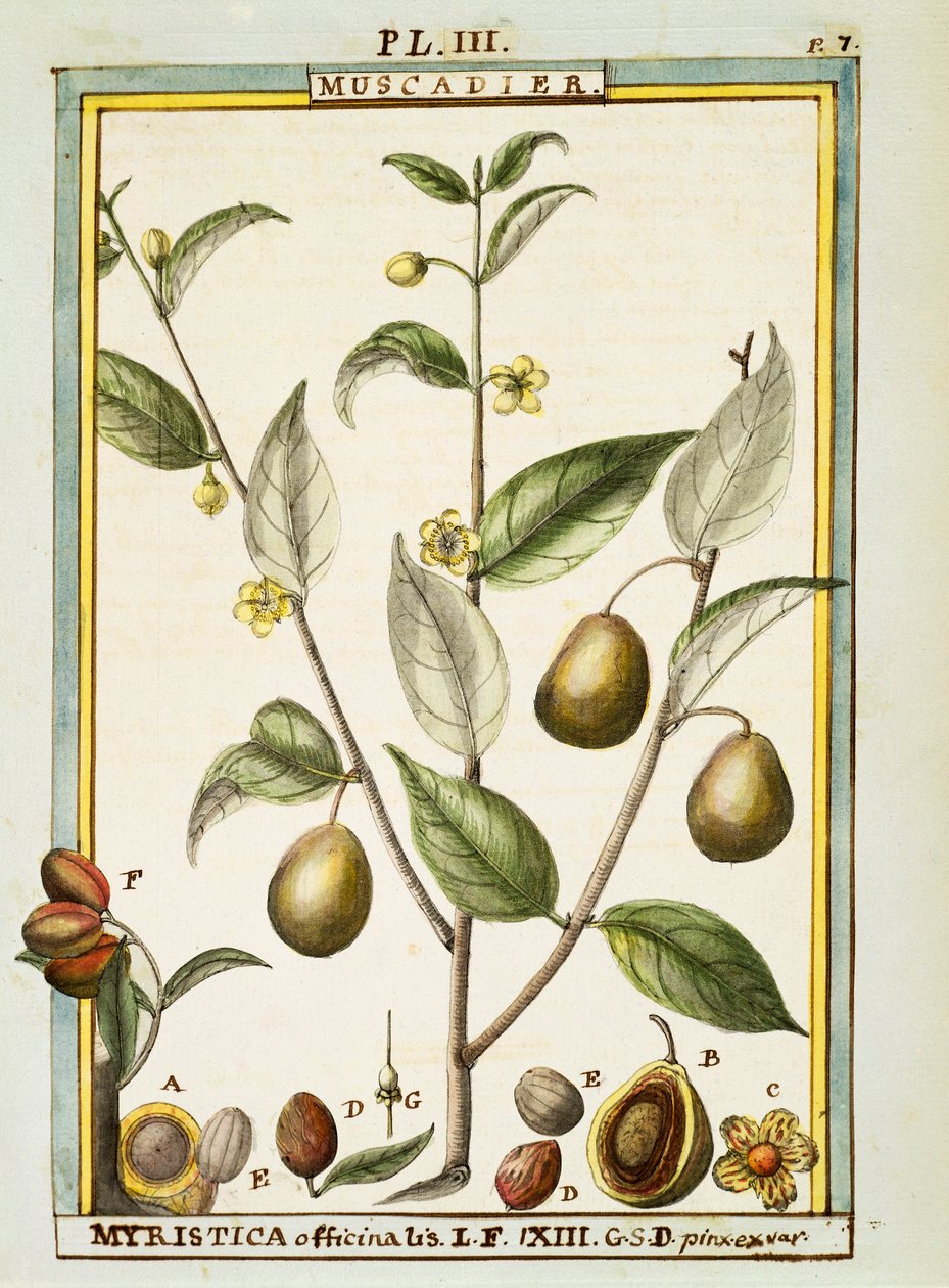 Nutmeg (Myristica fragrans ou officinalis), aguarela de Delahaye de Delahaye Delahaye