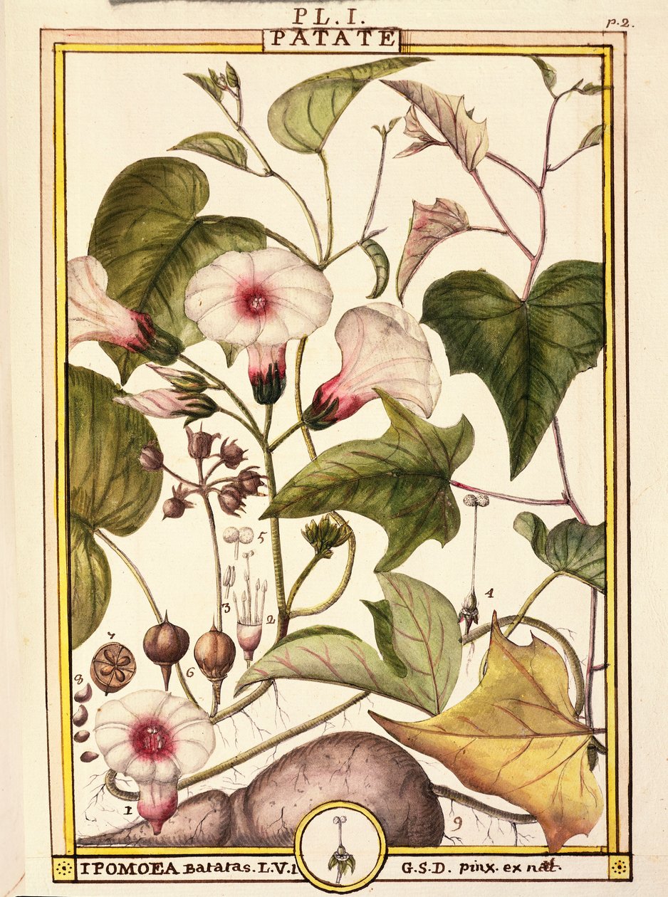 Batata doce (Ipomea batatas), de Delahaye, aguarela de Delahaye Delahaye