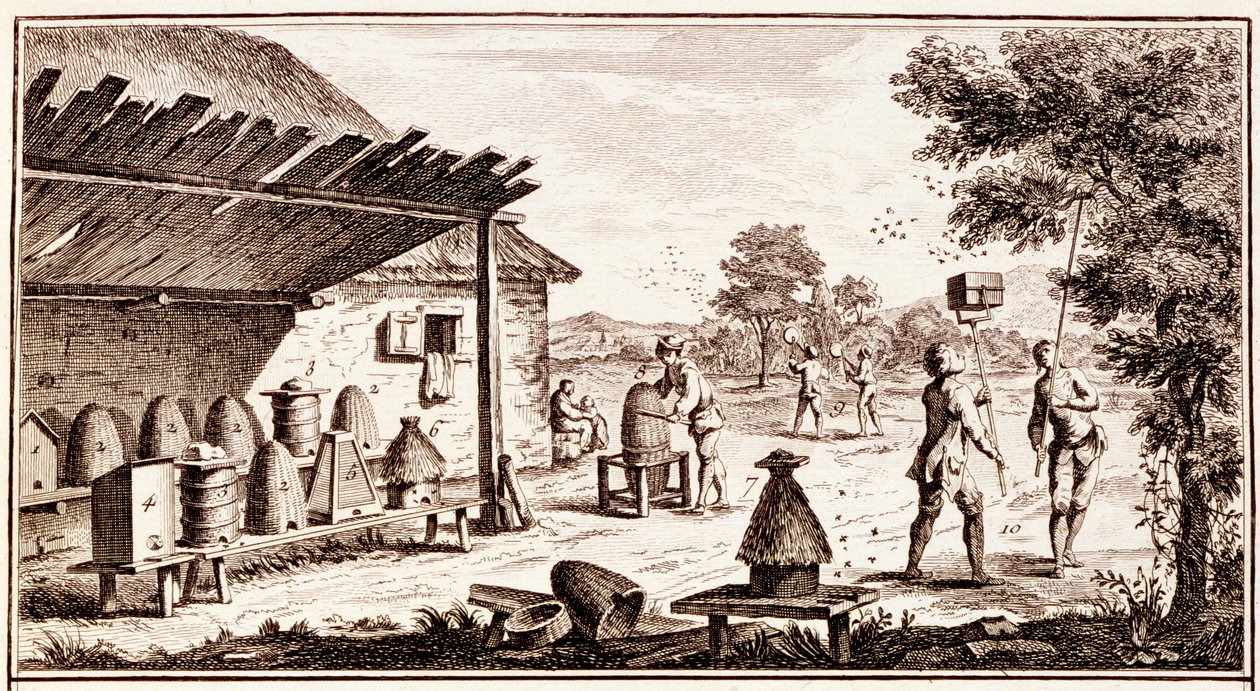 Apicultura, do Dicionário de Ciências, c.1770 detalhe da gravura de 746836 de Denis Diderot
