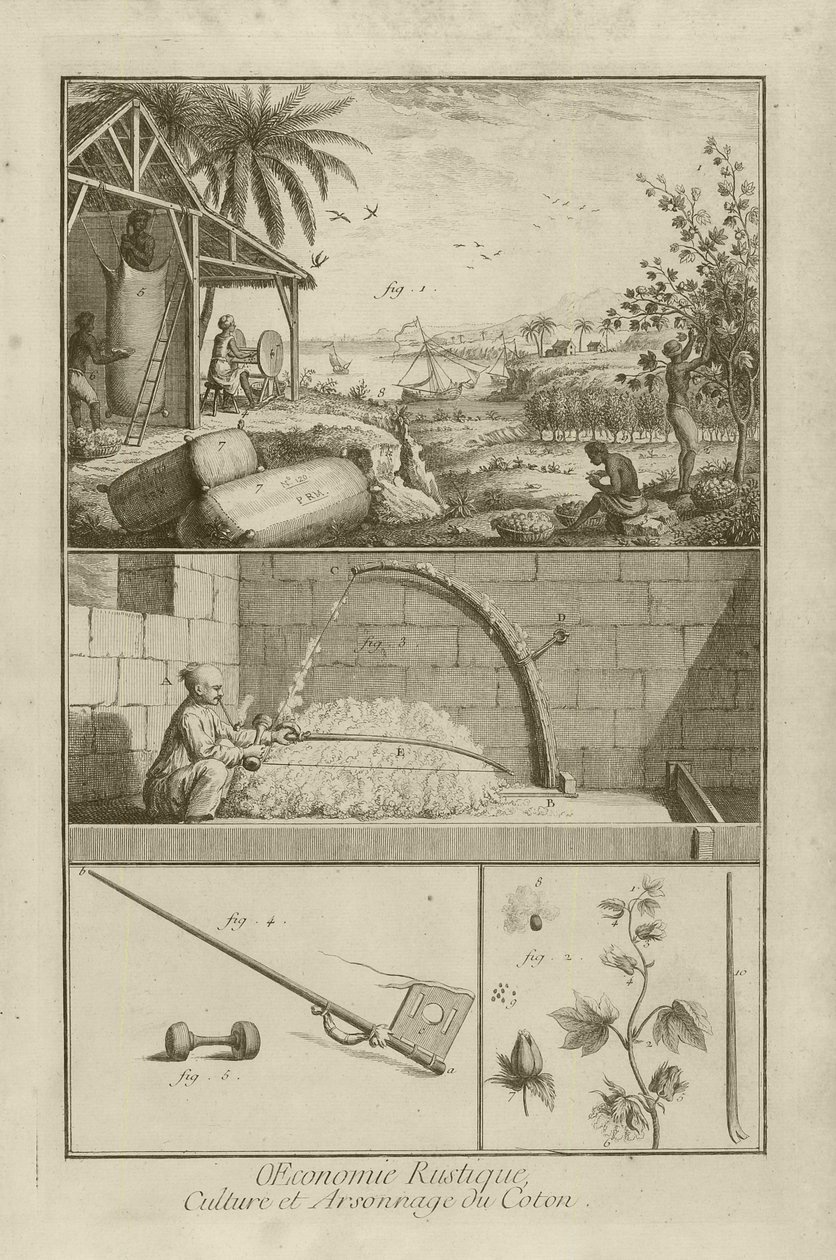 Campo de Algodão na América; Debulha com um arco; Planta de Algodão (Título), 1762 de Denis Diderot