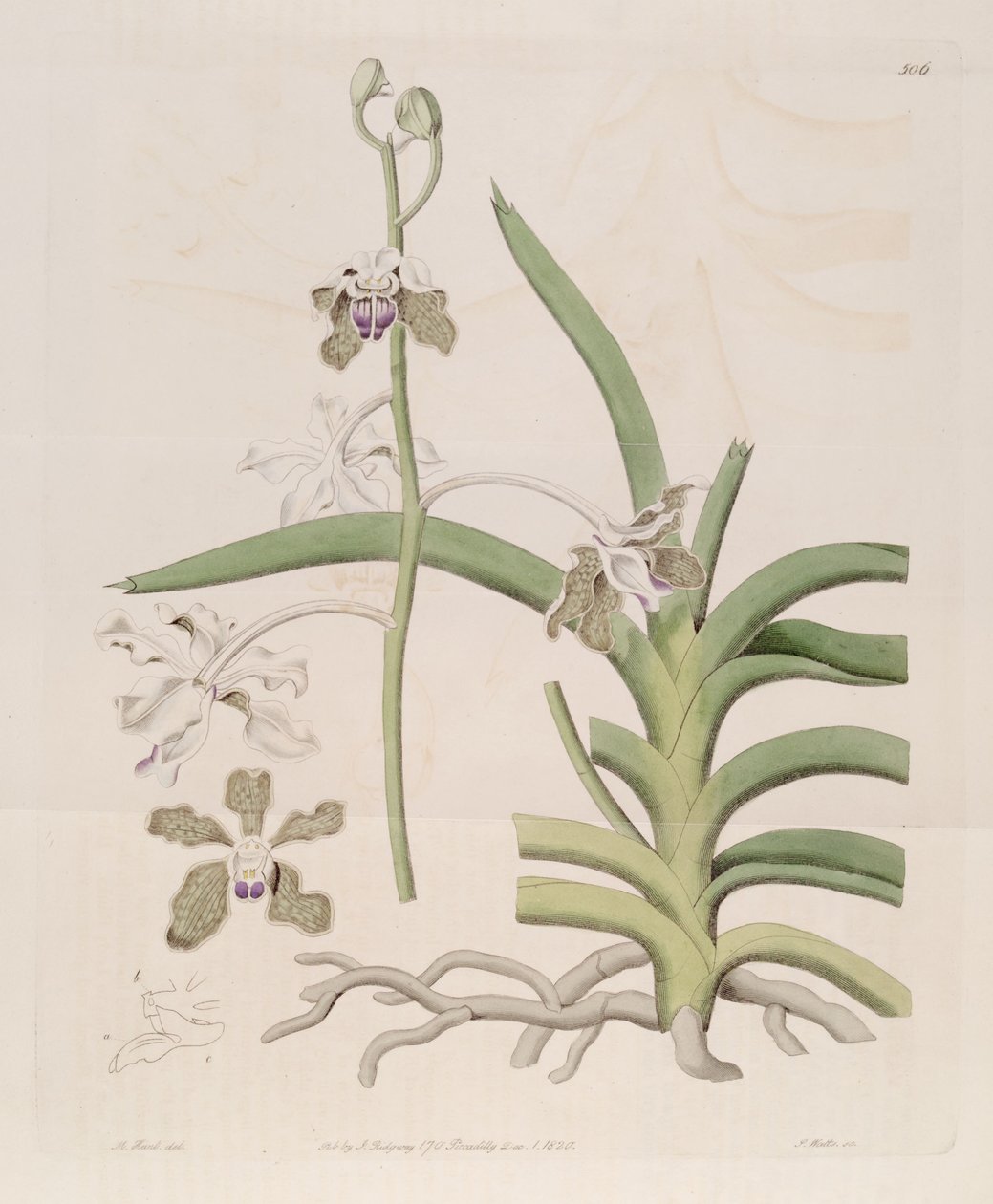 Ilustração de Vanda tessellata (como syn. Vanda roxburghii) de Designer