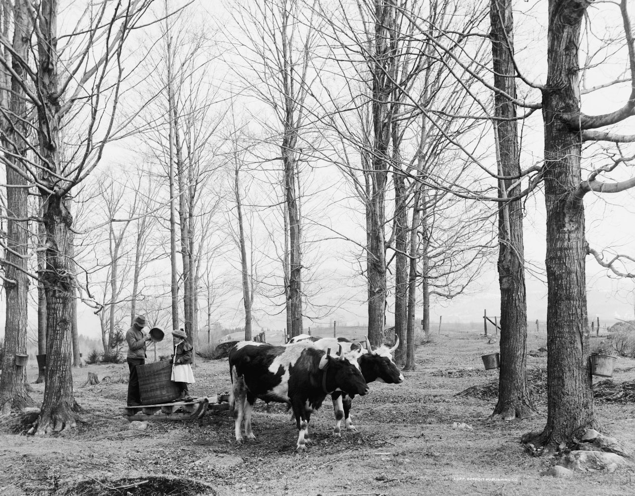 Trazendo a seiva em um acampamento de açúcar de bordo, c.1900-06 de Detroit Publishing Co.