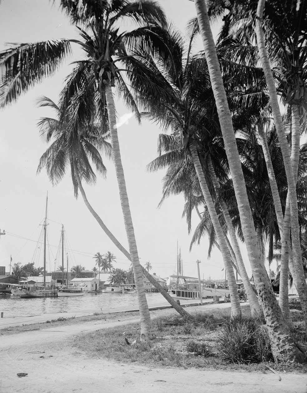 Coqueiros ao longo das docas, Miami, Flórida, c.1900-15 de Detroit Publishing Co.
