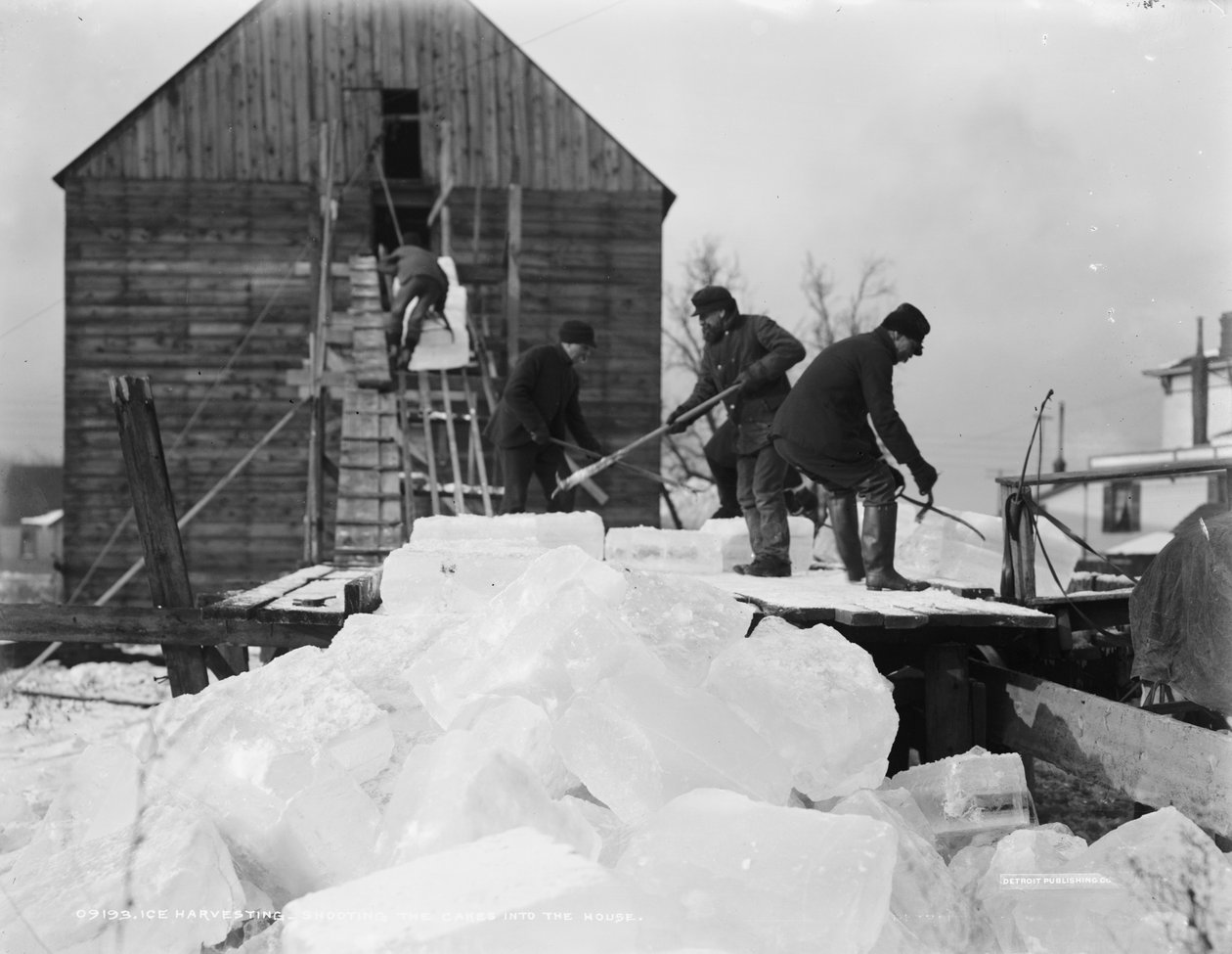 Colheita de gelo, atirando os bolos na casa, c.1903 de Detroit Publishing Co.