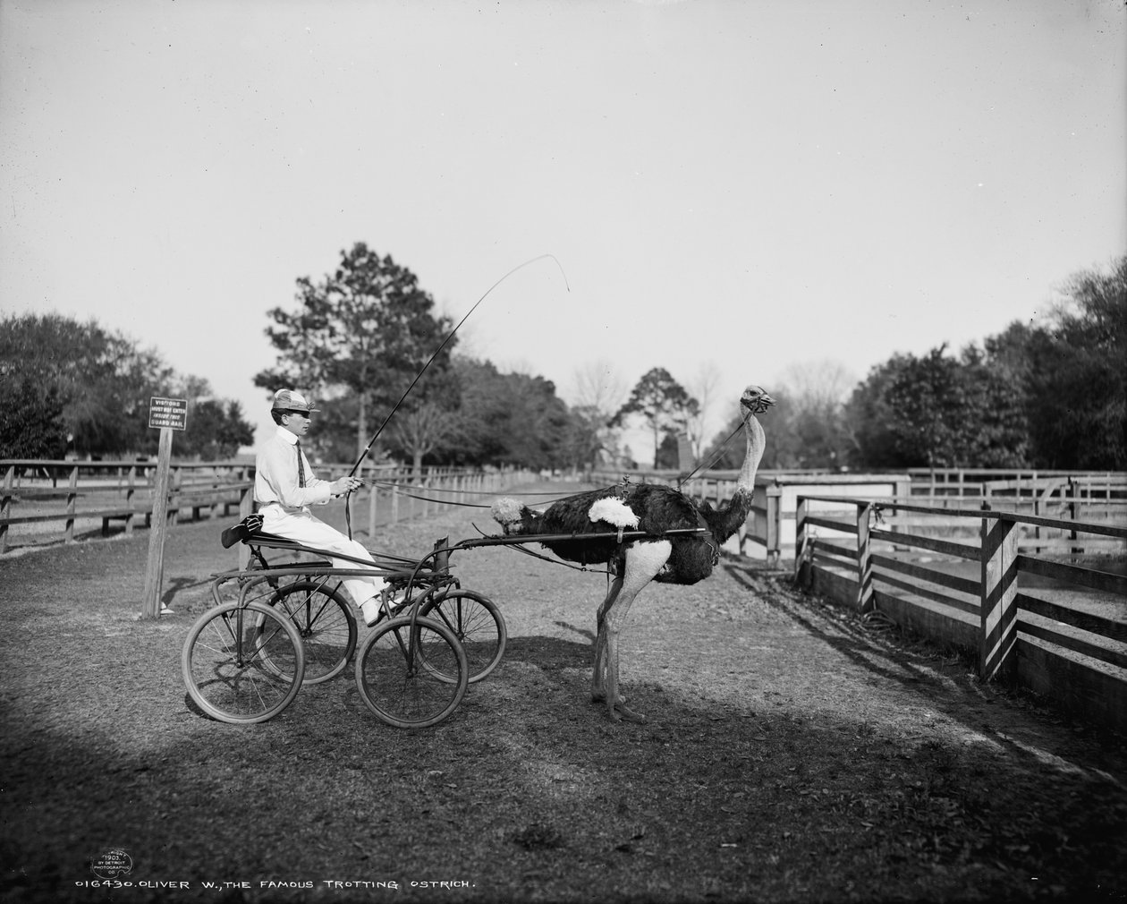 Oliver W., o famoso avestruz trotando, na Florida Ostrich Farm, Jacksonville, 1903 de Detroit Publishing Co.
