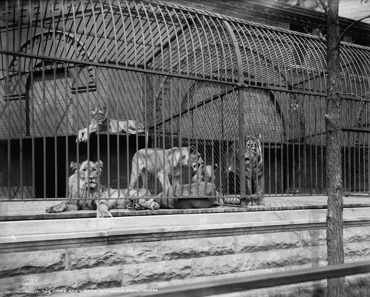Os leões e tigres em Lincoln Park, Chicago, c.1901 de Detroit Publishing Co.