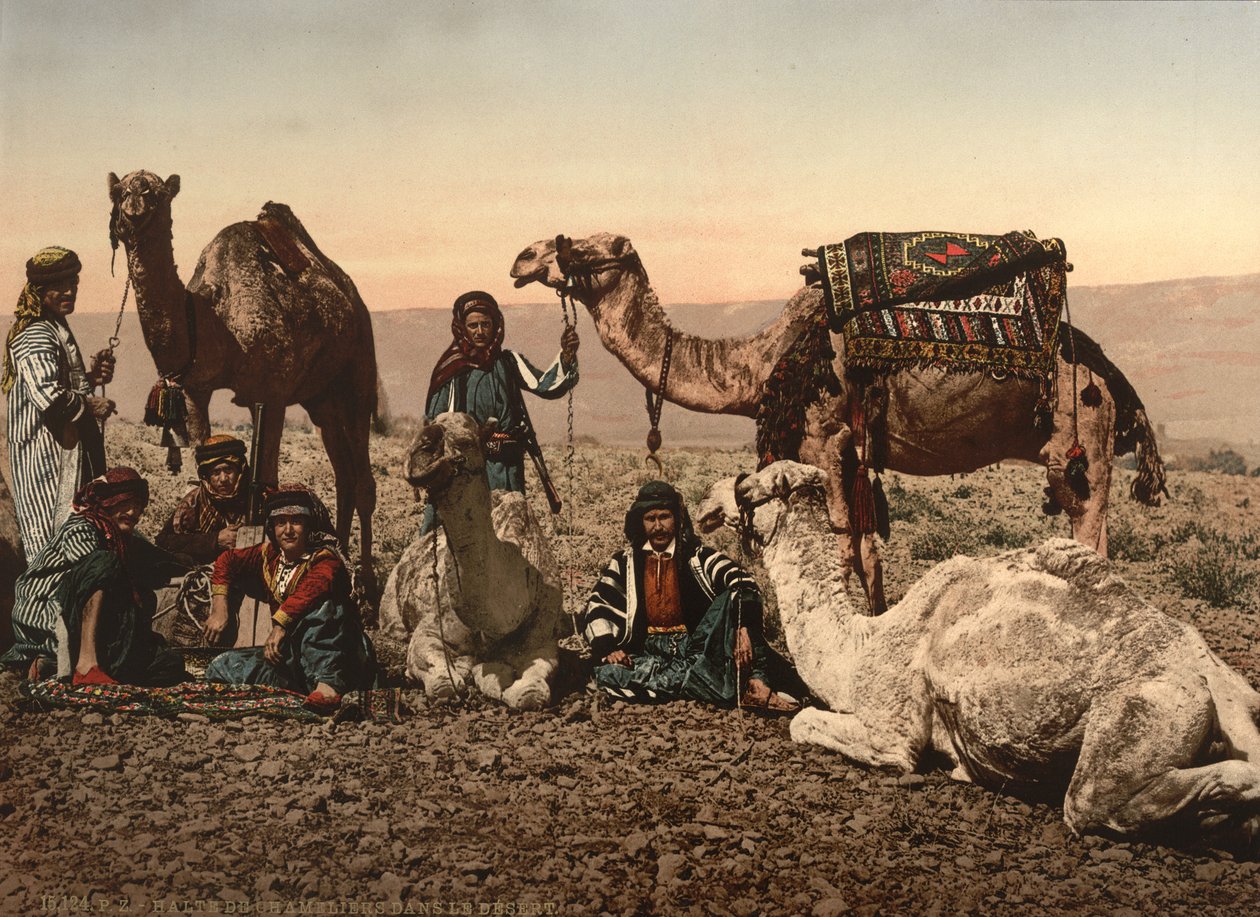 Camelos parando no deserto, Terra Santa, c.1890 (impressão fotomecânica) de Detroit Photographic Co.