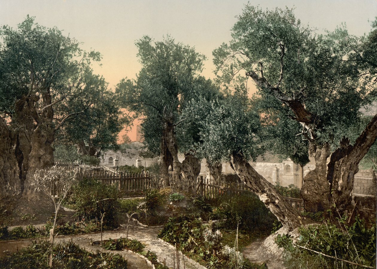 Jardim do Getsêmani, Jerusalém, Terra Santa, c.1890-c.1900 (impressão fotocromática) de Detroit Photographic Co.