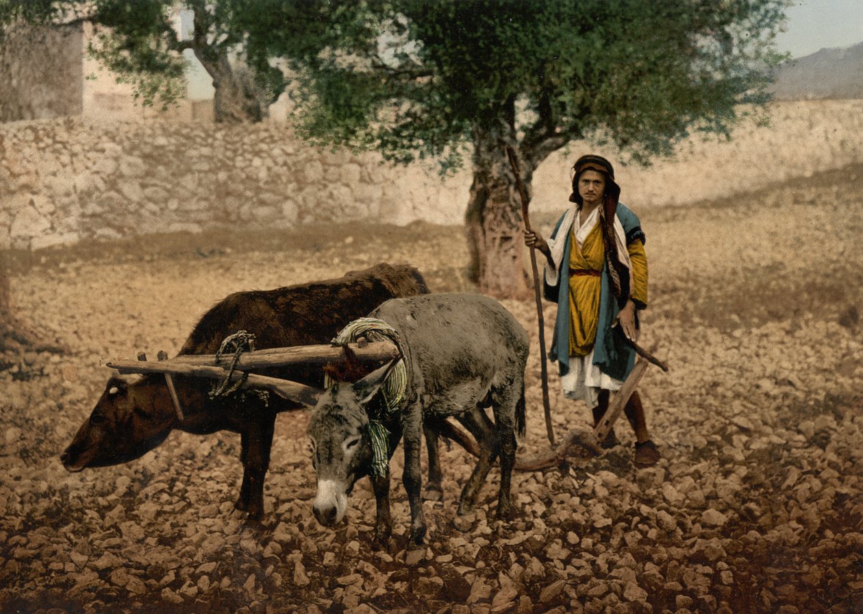 Nativo da Palestina a trabalhar com um boi e um burro, Terra Santa, c.1890-c.1900 (fotocópia) de Detroit Photographic Co.