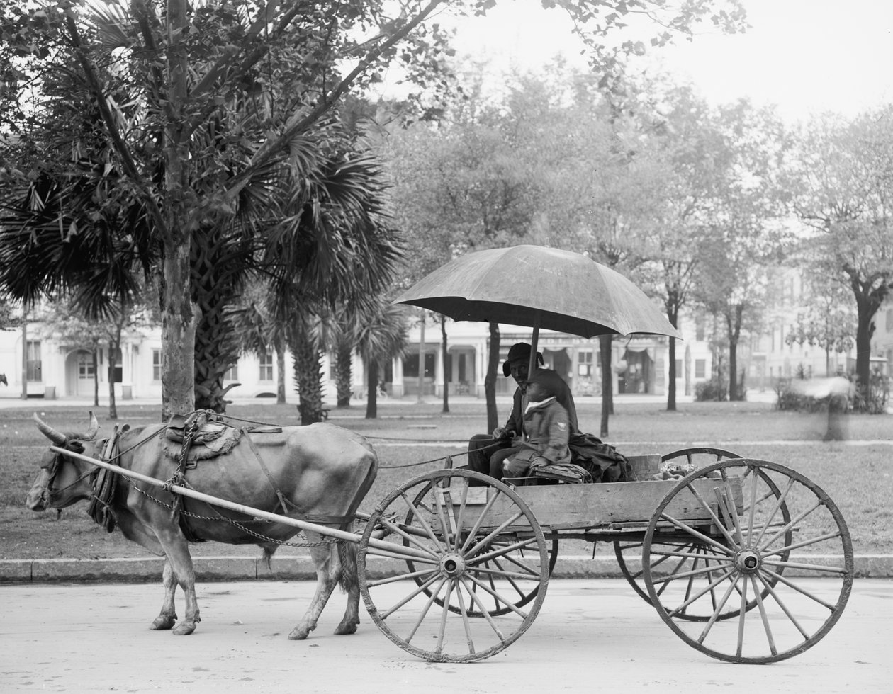 Bovinmobile em Savannah, Geórgia de Detroit Publishing Co.