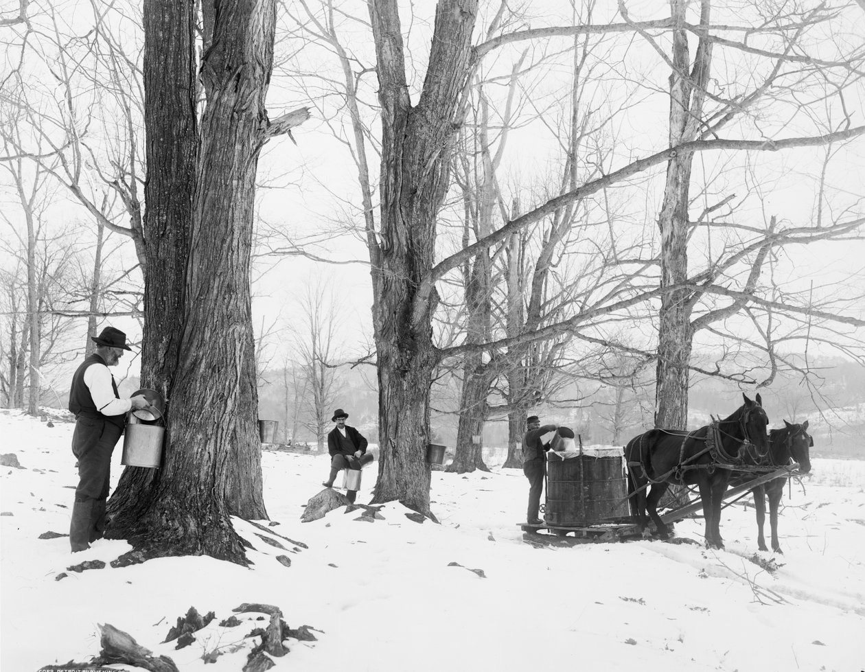 Recolhendo seiva em um acampamento de açúcar de bordo Vermont de Detroit Publishing Co.