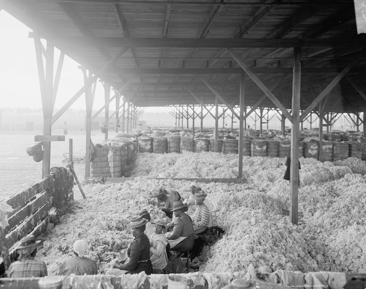 Seleção de algodão para a Atlantic Cotton Compress Company, Pensacola, Flórida de Detroit Publishing Co.