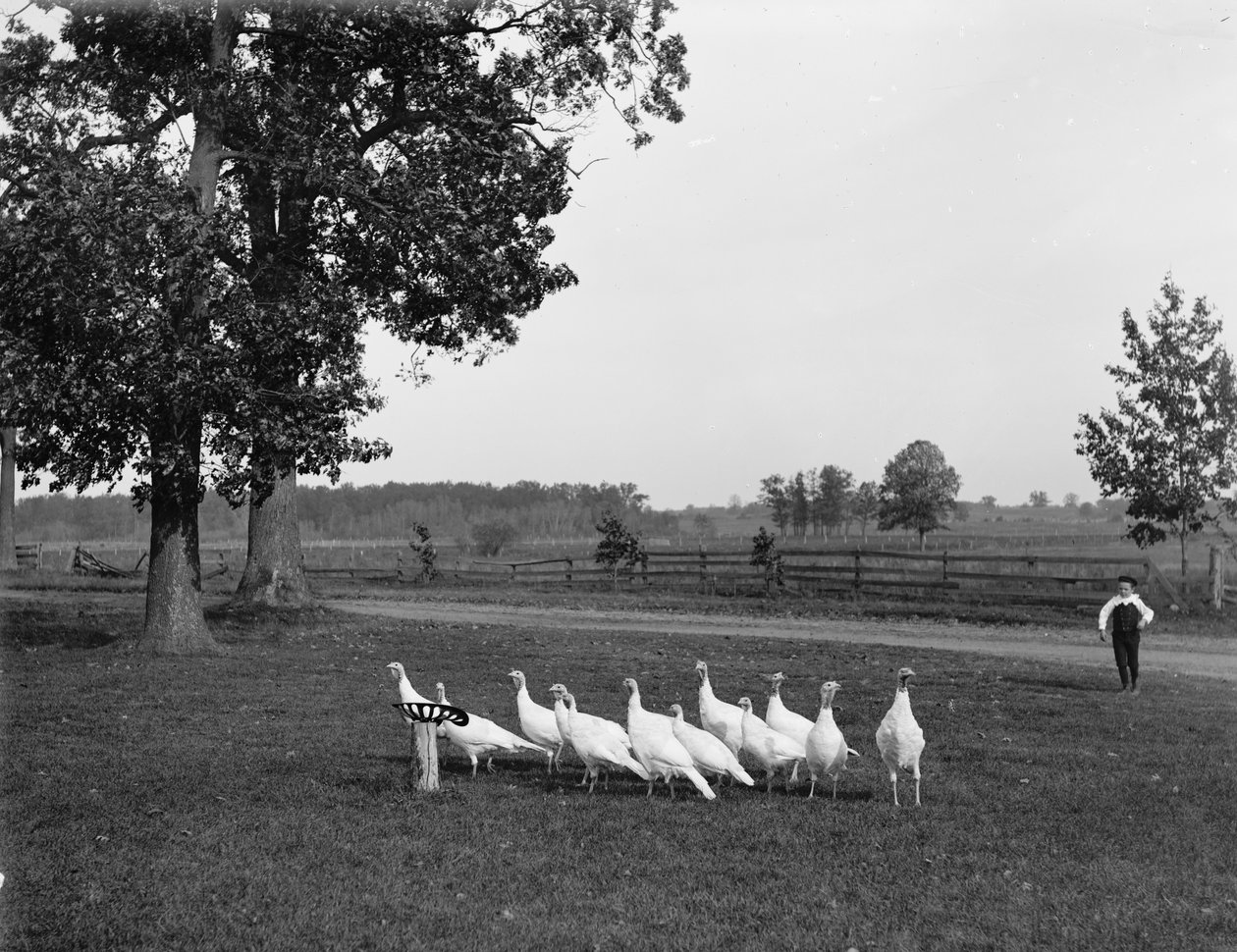 Perus brancos da Holanda, 1900 de Detroit Publishing Co.