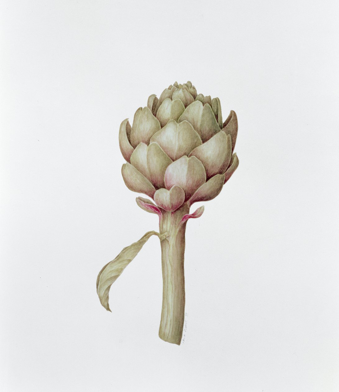 Alcachofra, 1999 de Diana Everett