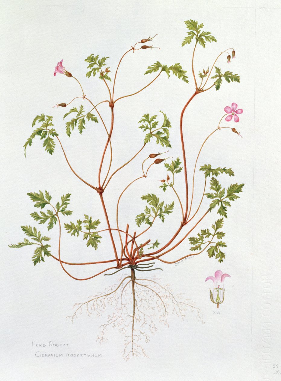 Herb Robert (wc no papel) de Diana Everett