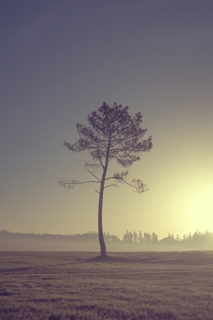 Árvore na estrada, 2016 (fotografia digital) de Diego Beyro