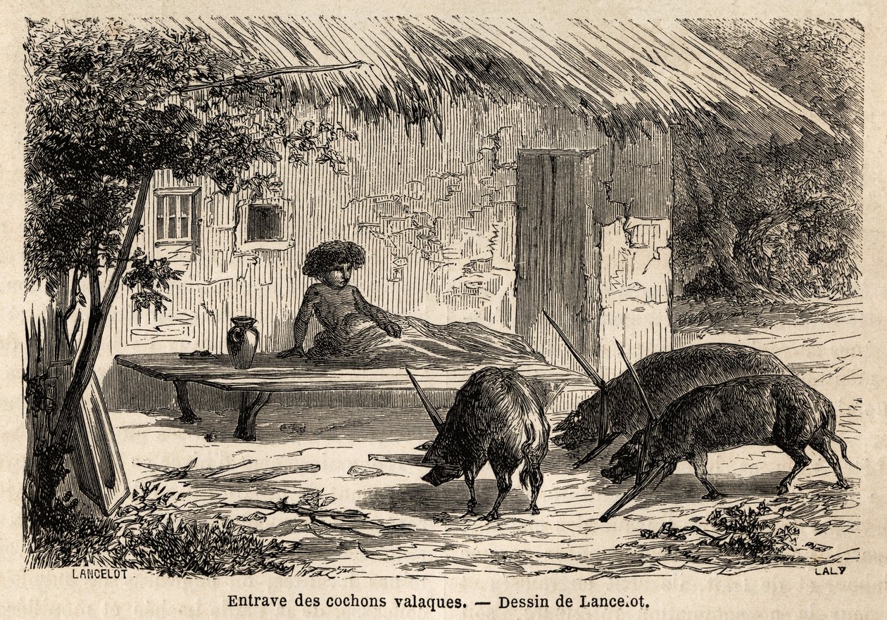 Obstruções das anterieties, assim imobilizadas, dos porcos valaque, na Roménia. Gravura para ilustrar a viagem de Paris a Bucareste, de Lancelot, desenhista, em 1860, publicada na "Le tour du monde, nouveau journal des voyages", sob a direcção de de Dieudonne Auguste Lancelot