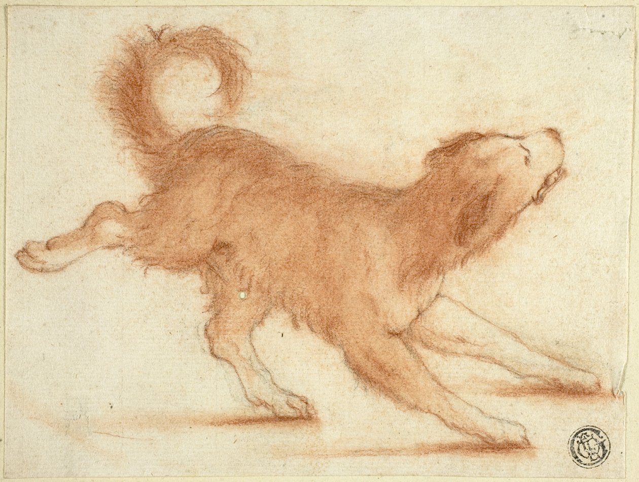 Cão a rosnar pronto a atacar de Dirk Valkenburg
