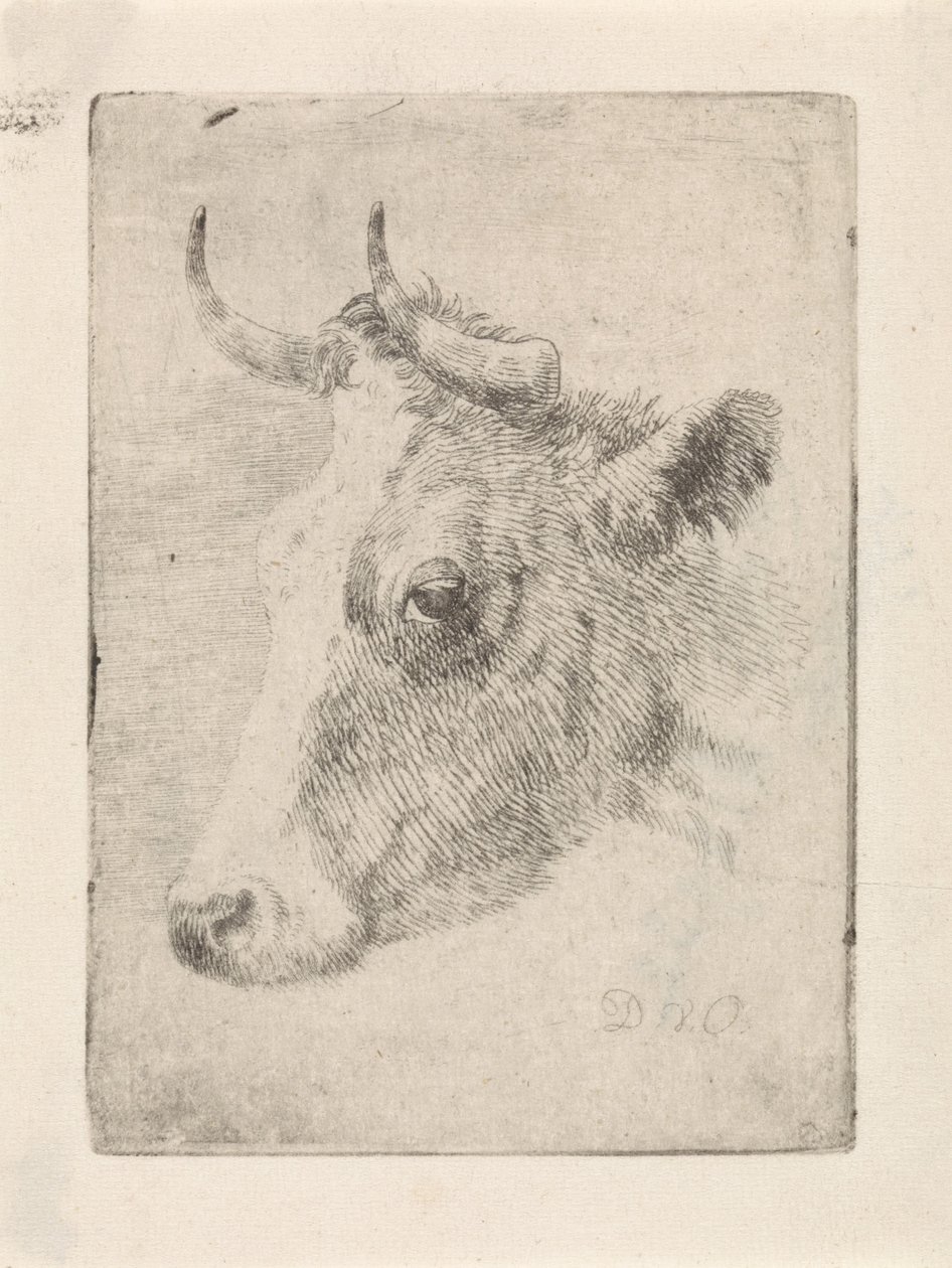 Cabeça de um touro de Dirk van Oosterhoudt