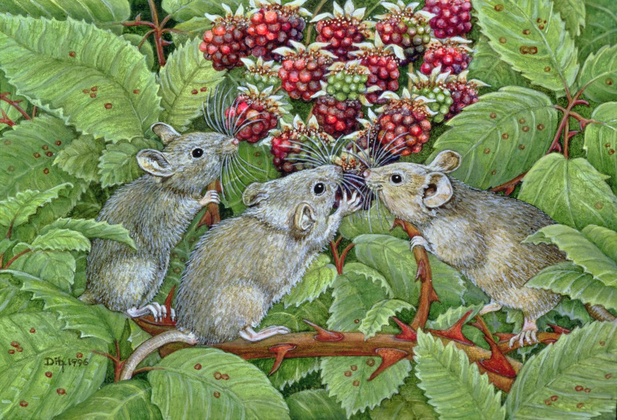Blackberrying, 1996 (acrílico no painel) de Ditz