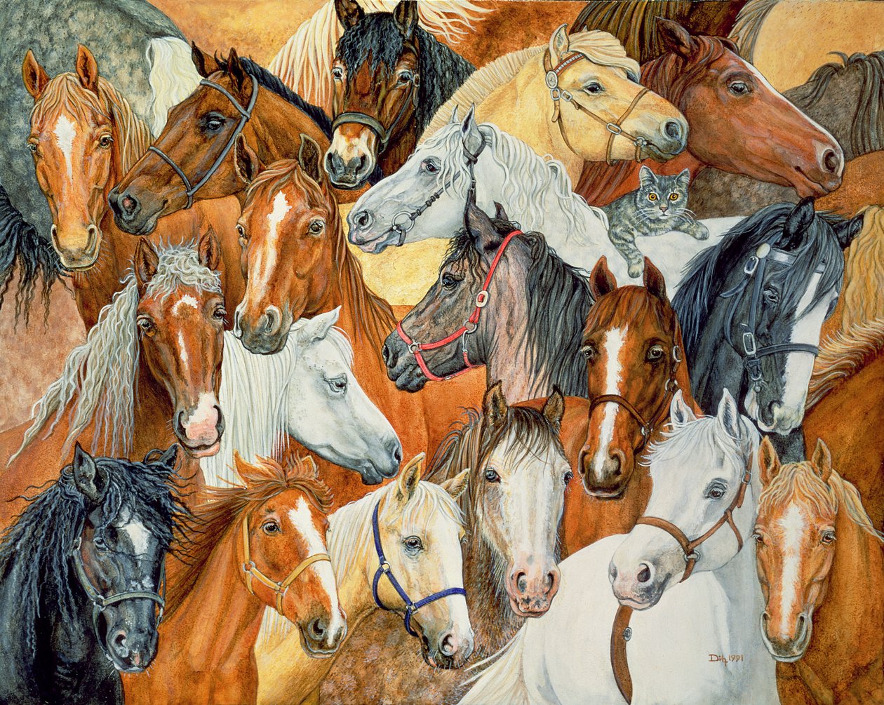 Dees Cavalo-Cobertor de Ditz