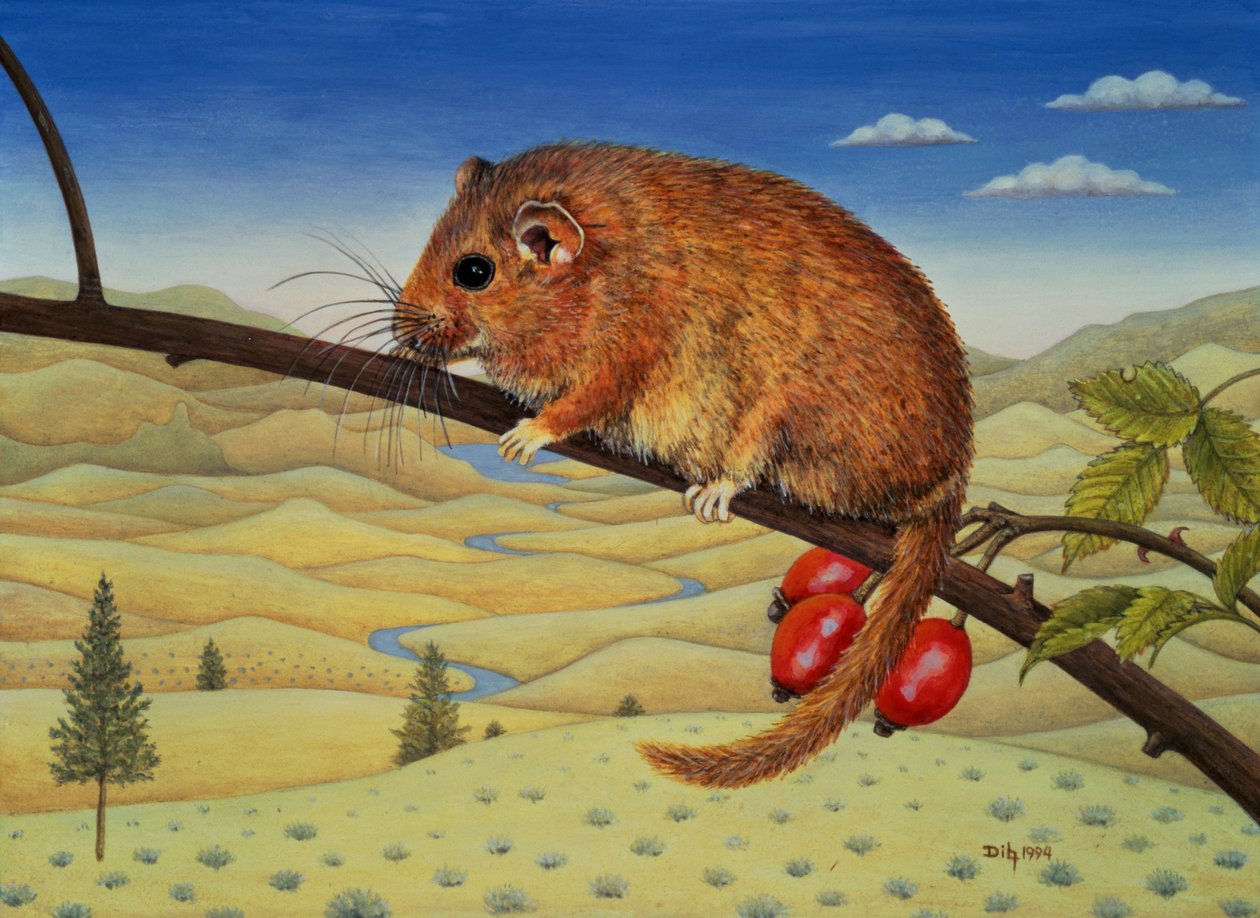 Dormouse Número Dois, 1994 de Ditz