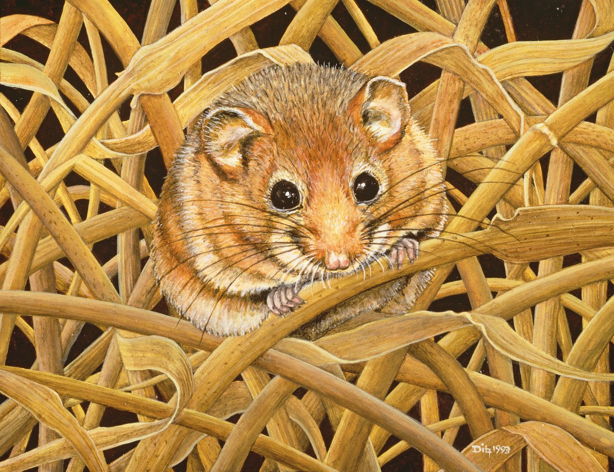 Dormouse Comestível, 1993 de Ditz