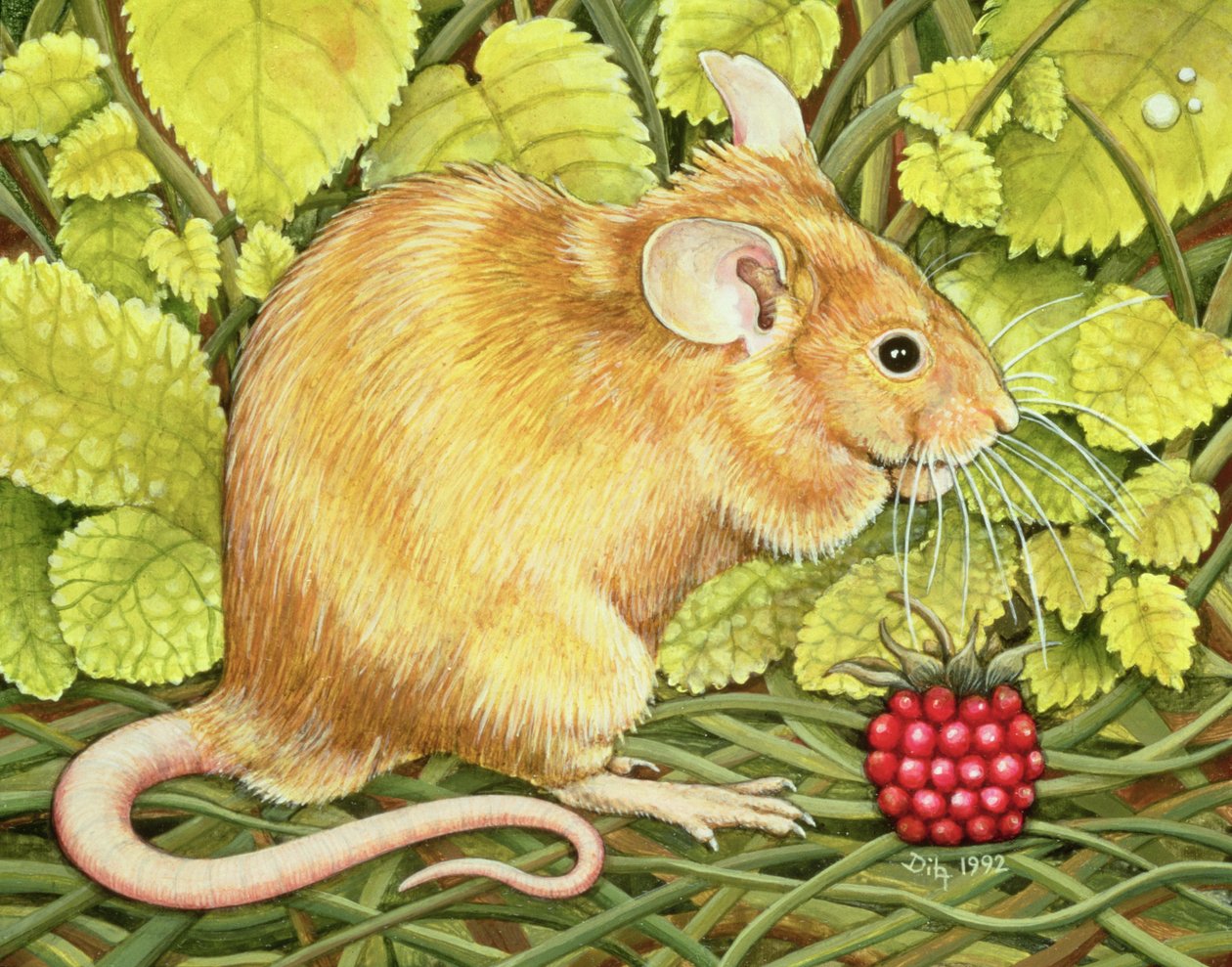 O Raspberry-Mouse de Ditz