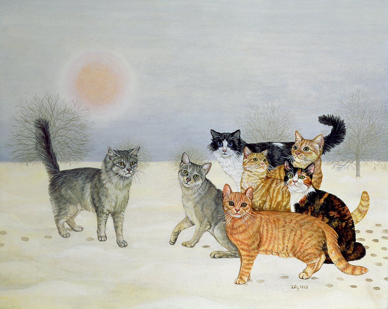 Gatos De Inverno de Ditz