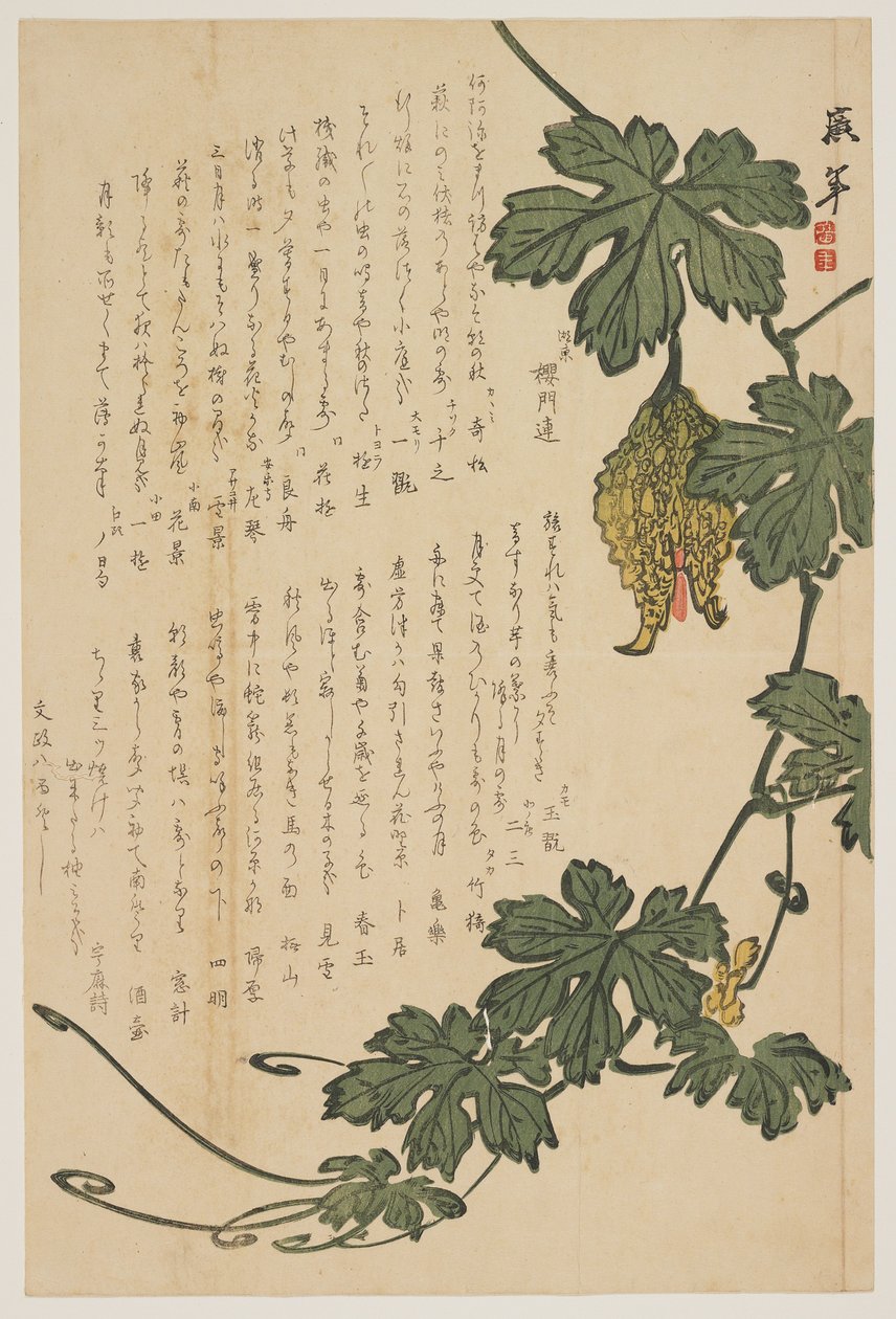 Melão Amargo, 1825 (impressão em xilogravura a cores) de Dodo Hirotoshi