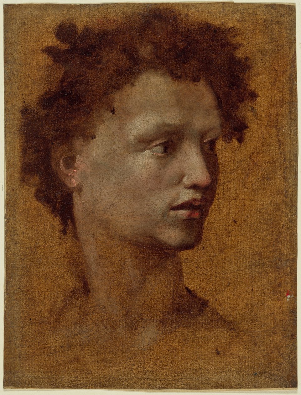 Diretor de uma Juventude de Domenico Beccafumi