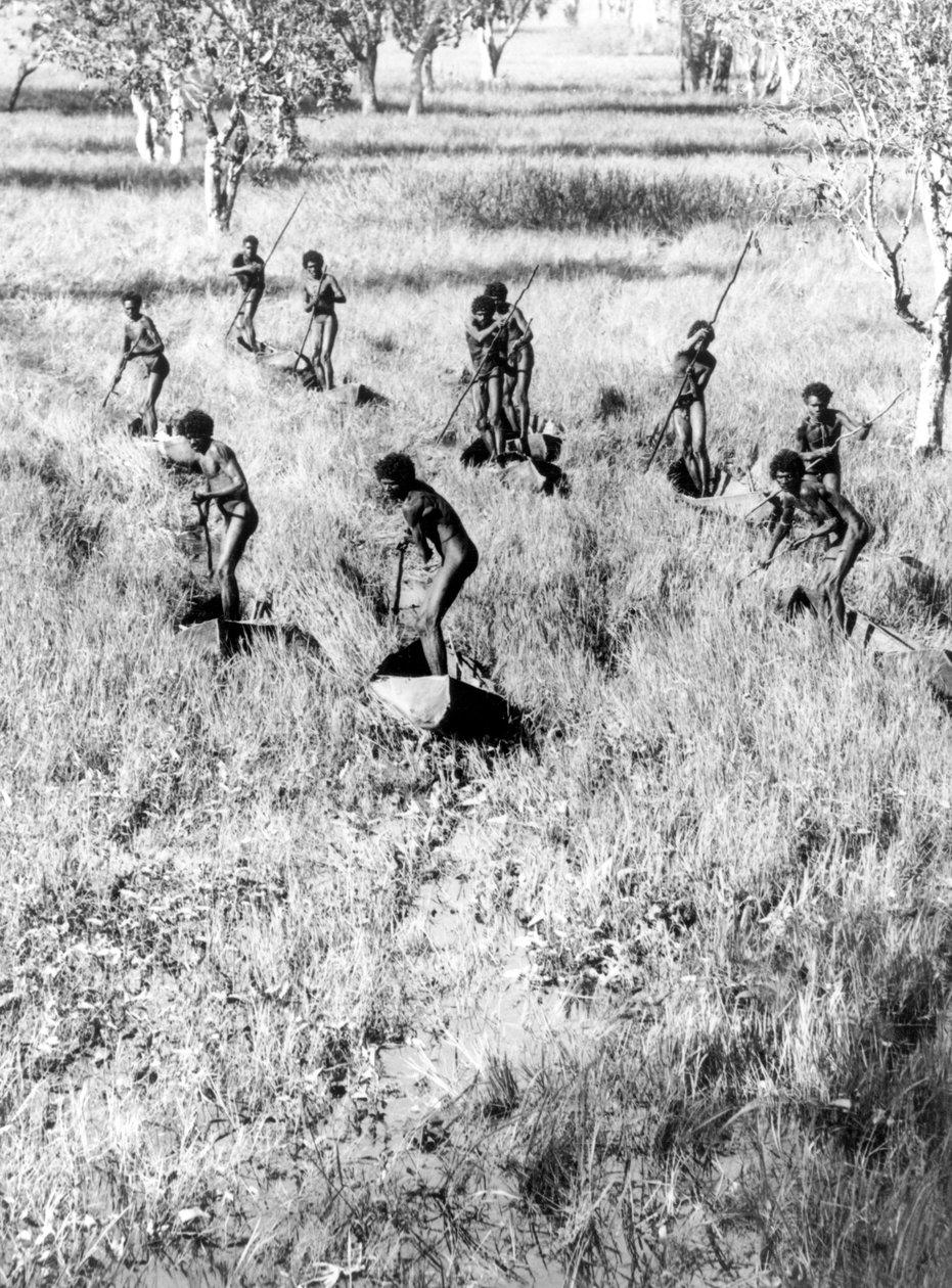 Os caçadores de ganso do pântano de Arafura de Donald F Thomson