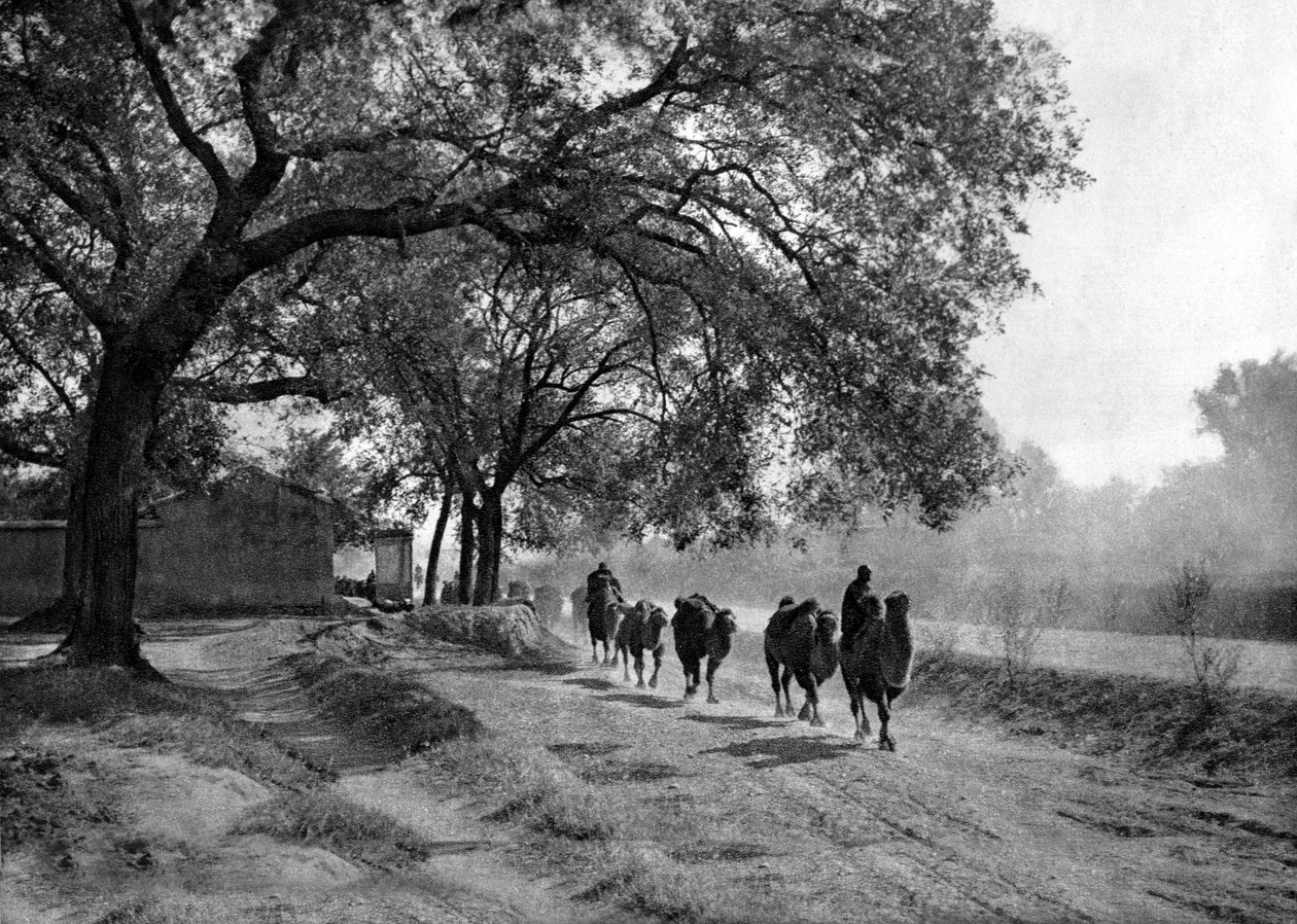 Caravana de camelos, Pequim de Donald Mennie