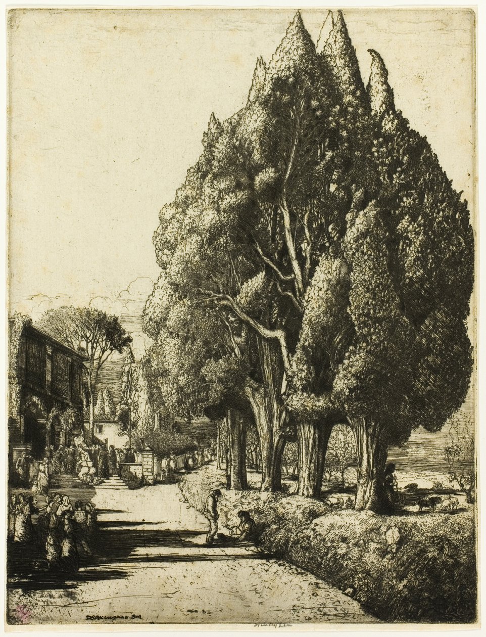 O bosque de ciprestes de Donald Shaw MacLaughlan